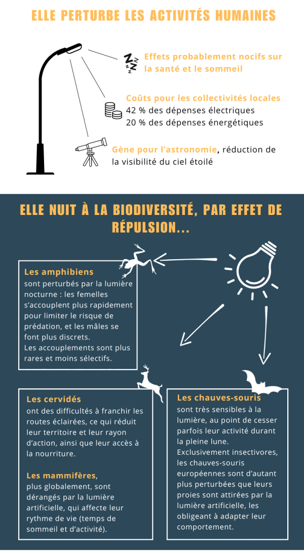 ELLE PERTURBE LES ACTIVITÉS HUMAINES   Effets probablement nocifs sur la santé et le sommeil  Coûts pour les collectivités locales • 42 % des dépenses électriques • 20 % des dépenses énergétiques  Gène pour l’astronomie, réduction de la visibilité du ciel étoilé     ELLE NUIT À LA BIODIVERSITÉ, PAR EFFET DE RÉPULSION…  Les amphibiens sont perturbés par la lumière nocturne : les femelles s’accouplent plus rapidement pour limiter le risque de prédation, et les mâles se font plus discrets.  Les accouplements sont plus rares et moins sélectifs.  Les cervidés ont des difficultés à franchir les routes éclairées, ce qui réduit leur territoire et leur rayon d’action, ainsi que leur accès à la nourriture.  Les mammifères, plus globalement, sont dérangés par la lumière artificielle, qui affecte leur rythme de vie (temps de sommeil et d’activité).  Les chauves-souris sont très sensibles à la lumière, au point de cesser parfois leur activité durant la pleine lune. Exclusivement insectivores, les chauves-souris européennes sont d’autant plus perturbées que leurs proies sont attirées par la lumière artificielle, les obligeant à adapter leur comportement.