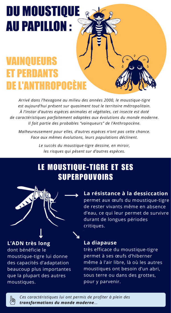 Arriv&eacute; dans l&rsquo;hexagone au milieu des ann&eacute;es 2000, le moustique-tigre est aujourd&rsquo;hui pr&eacute;sent sur quasiment tout le territoire m&eacute;tropolitain.  &Agrave; l&rsquo;instar d&rsquo;autres esp&egrave;ces animales et v&eacute;g&eacute;tales, cet insecte est dot&eacute; de caract&eacute;ristiques parfaitement adapt&eacute;es aux &eacute;volutions du monde moderne.  Il fait partie des probables &laquo;&thinsp;vainqueurs&thinsp;&raquo; de l&rsquo;Anthropoc&egrave;ne.  Malheureusement pour elles, d&rsquo;autres esp&egrave;ces n&rsquo;ont pas cette chance. Face aux m&ecirc;mes &eacute;volutions, leurs populations d&eacute;clinent.  Le succ&egrave;s du moustique-tigre dessine, en miroir, les risques qui p&egrave;sent sur d&rsquo;autres esp&egrave;ces. LE MOUSTIQUE-TIGRE ET SES SUPERPOUVOIRS  La r&eacute;sistance &agrave; la dessiccation permet aux &oelig;ufs du moustique-tigre de rester vivants m&ecirc;me en absence d&rsquo;eau, ce qui leur permet de survivre durant de longues p&eacute;riodes critiques.  La diapause tr&egrave;s efficace du moustique-tigre permet &agrave; ses &oelig;ufs d&rsquo;hiberner m&ecirc;me &agrave; l&rsquo;air libre, l&agrave; o&ugrave; les autres moustiques ont besoin d&rsquo;un abri, sous terre ou dans des grottes, pour y parvenir.  L&rsquo;ADN tr&egrave;s long dont b&eacute;n&eacute;ficie le moustique-tigre lui donne des capacit&eacute;s d&rsquo;adaptation beaucoup plus importantes que la plupart des autres moustiques.  Ces caract&eacute;ristiques lui ont permis de profiter &agrave; plein des transformations du monde moderne&hellip;