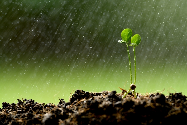 Photo d'une plante sous la pluie