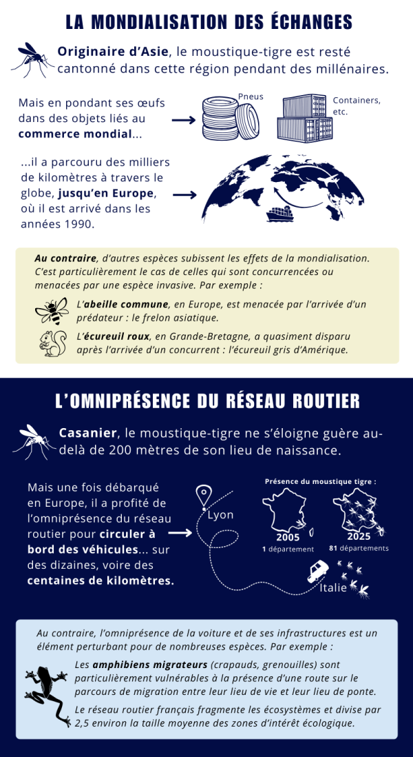 LA MONDIALISATION DES &Eacute;CHANGES  Originaire d&rsquo;Asie, le moustique-tigre est rest&eacute; cantonn&eacute; dans cette r&eacute;gion pendant des mill&eacute;naires.  Mais en pondant ses &oelig;ufs dans des objets li&eacute;s au commerce mondial&hellip;  &hellip;il a parcouru des milliers de kilom&egrave;tres &agrave; travers le globe, jusqu&rsquo;en Europe, o&ugrave; il est arriv&eacute; dans les ann&eacute;es 1990.  Au contraire, d&rsquo;autres esp&egrave;ces subissent les effets de la mondialisation. C&rsquo;est particuli&egrave;rement le cas de celles qui sont concurrenc&eacute;es ou menac&eacute;es par une esp&egrave;ce invasive. Par exemple : &bull; L&rsquo;abeille commune, en Europe, est menac&eacute;e par l&rsquo;arriv&eacute;e d&rsquo;un pr&eacute;dateur : le frelon asiatique. &bull; L&rsquo;&eacute;cureuil roux, en Grande-Bretagne, a quasiment disparu apr&egrave;s l&rsquo;arriv&eacute;e d&rsquo;un concurrent : l&rsquo;&eacute;cureuil gris d&rsquo;Am&eacute;rique. L&rsquo;omnipr&eacute;sence du r&eacute;seau routier  Casanier, le moustique-tigre ne s&rsquo;&eacute;loigne gu&egrave;re au-del&agrave; de 200 m&egrave;tres de son lieu de naissance.  Mais une fois d&eacute;barqu&eacute; en Europe, il a profit&eacute; de l&rsquo;omnipr&eacute;sence du r&eacute;seau routier pour circuler &agrave; bord des v&eacute;hicules&hellip; sur des dizaines, voire des centaines de kilom&egrave;tres.    Au contraire, l&rsquo;omnipr&eacute;sence de la voiture et de ses infrastructures est un &eacute;l&eacute;ment perturbant pour de nombreuses esp&egrave;ces. Par exemple : Les amphibiens migrateurs (crapauds, grenouilles) sont particuli&egrave;rement vuln&eacute;rables &agrave; la pr&eacute;sence d&rsquo;une route sur le parcours de migration entre leur lieu de vie et leur lieu de ponte.  Le r&eacute;seau routier fran&ccedil;ais fragmente les &eacute;cosyst&egrave;mes et divise par 2,5 environ la taille moyenne des zones d&rsquo;int&eacute;r&ecirc;t &eacute;cologique.   Originaire des for&ecirc;ts d&rsquo;Asie du Sud-est, le moustique-tigre appr&eacute;cie la chaleur et l&rsquo;humidit&eacute;. En Europe, le changement climatique accro&icirc;t le territoire favorable &agrave; son d&eacute;veloppement vers le nord du continent.