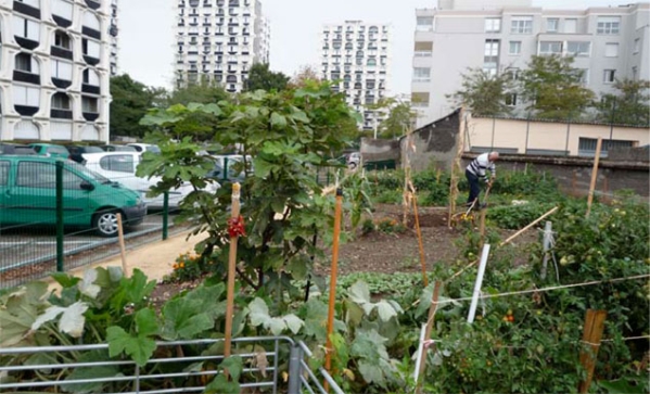 Jardiner bio au pied des tours HLM