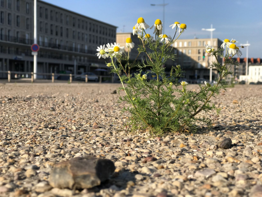Photo de plante devant des immeubles