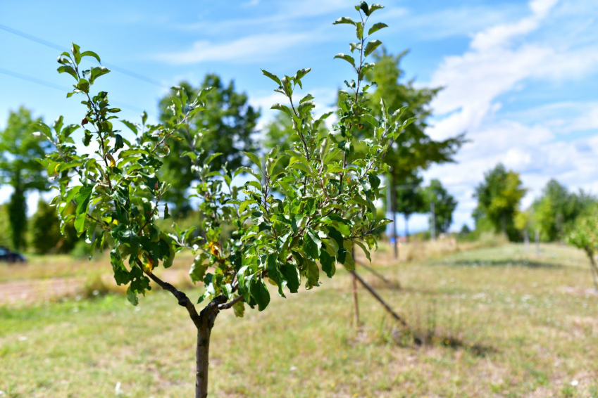 Photo d'un arbre