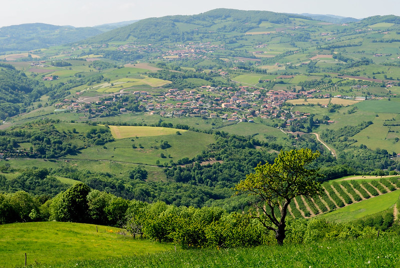 Cerisiers et les villages de Brussieu et Brullioles, sentier du Maroge, aux Avergues.