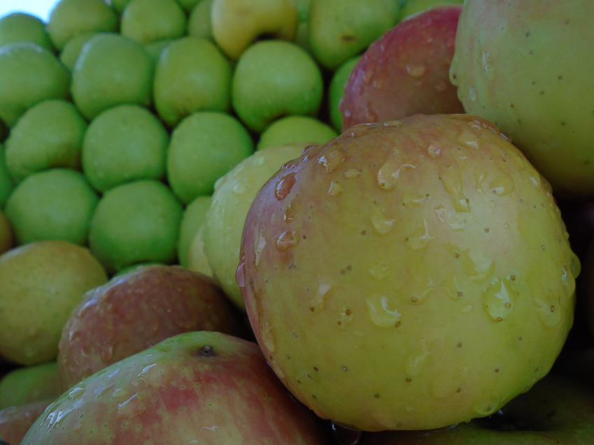 Image Pomme de France