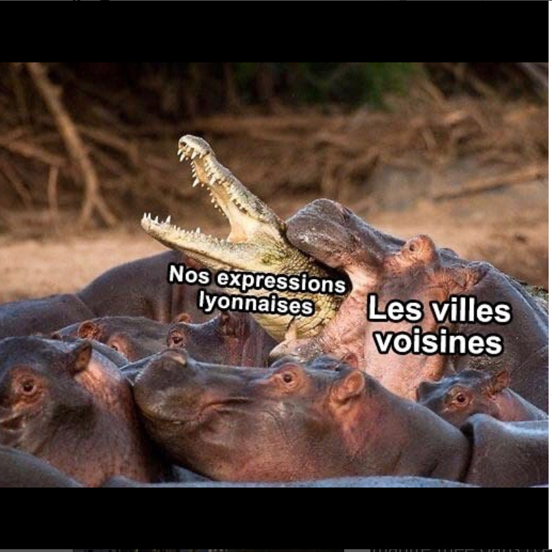 Une photo d'un crocodile représentant "Nos expressions lyonnaises" en train de se faire attaquer par un groupe d'hippopotames représentant "Les villes voisines"