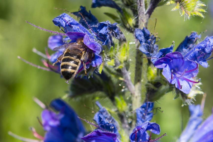 Photo d'une abeille qui butine