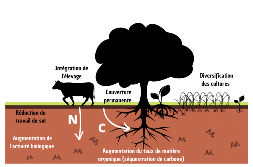 Illustration des pratiques agricoles associées à l'agriculture régénatrice