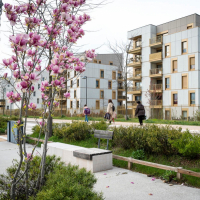 Photographie d'un magnolia planté dans un quartier résidentiel